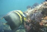 Angel Fish