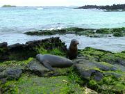 Baby Sea lions