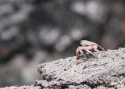 Sally Lightfoot crab on Puerto Villamil Wharf