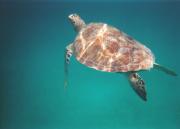 Pulau Perhentian Besar travelogue picture