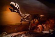 Trelew Paleontological Museum Trelew Paleontological Museum