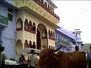 Cow's Eye view of Pushkar