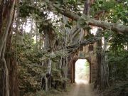 Into to the jungle - Ranthambore National Park