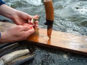 Preparing trout for dinner