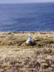 Black eyebrow baby albatross in the nest in Crozet Island