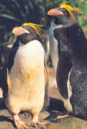 Rockhoppers/Macaroni Penguins in Saint Paul Island