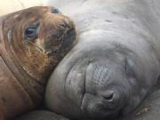 Baby seal sleeps with the mother in Amsterdam Island