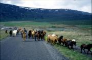 Iceland, The famous Horses Iceland, The famous Horses