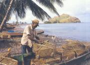 Dominican fisherman prepares the traps