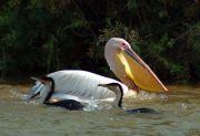 Saint-Louis travelogue picture