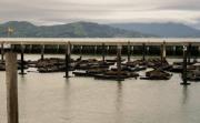 Pier 39, The Seals