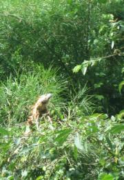 Iguana on the Macal River Banks Iguana on the Macal River Banks