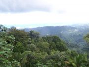 Rainforest