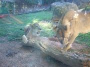 Playing Lions