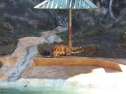 Tiger!