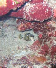 This little potted fish looked like he was wearing sunglasses This little potted fish looked like he was wearing sunglasses