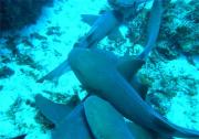 Nurse Sharks arrive after being Nurse Sharks arrive after being