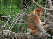Proboscis Monkey