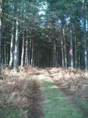 The Camino will lead you to your essence The Camino will lead you to your essence