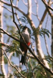 Cuba's national bird