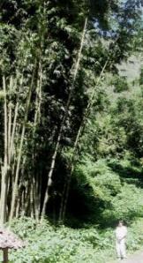 Giant bamboo plants