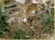 Praire Rose