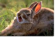 Hare