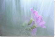 Violets