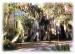 Savannah travelogue picture