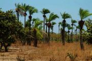 Sanyang Forest