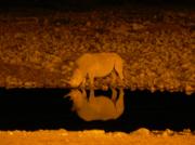 Night viewing at the watering hole Night viewing at the watering hole