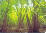 Nature in Cocos Island