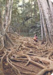 rainforest in Christmas Island