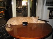 The Infamous Bar Cat curled around a Guiness ashtray. The Infamous Bar Cat curled around a Guiness ashtray.