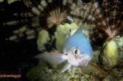 there are more than 1000 different kind of fishes there are more than 1000 different kind of fishes