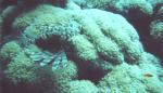 Sharm el-Sheikh travelogue picture