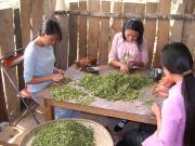The harvest