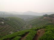 The tea fields