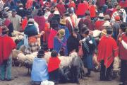 exotic Indian cattle market in Chimborazo, Ecuador exotic Indian cattle market in Chimborazo, Ecuador