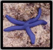 Starfish