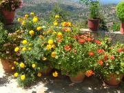 Flowers at Lappa