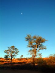 A perfect hangout on the Kalahari A perfect hangout on the Kalahari