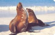 sealions near Volunteer Point