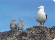 gull with chiks