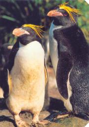 two macaroni penguin friends