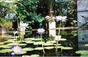 Botanical Gardens, Uppsala Botanical Gardens, Uppsala