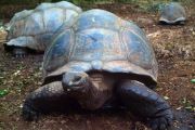 Tortoise on Prison Island Tortoise on Prison Island
