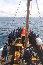 Husavik whale watching cruise