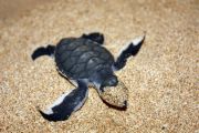 A baby turtle masking as 'zorro' *LOL*