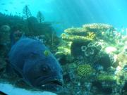 One ugly lookin fish...